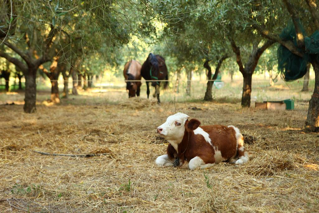 Agriturismo Il Pozzo Казал Велино Екстериор снимка