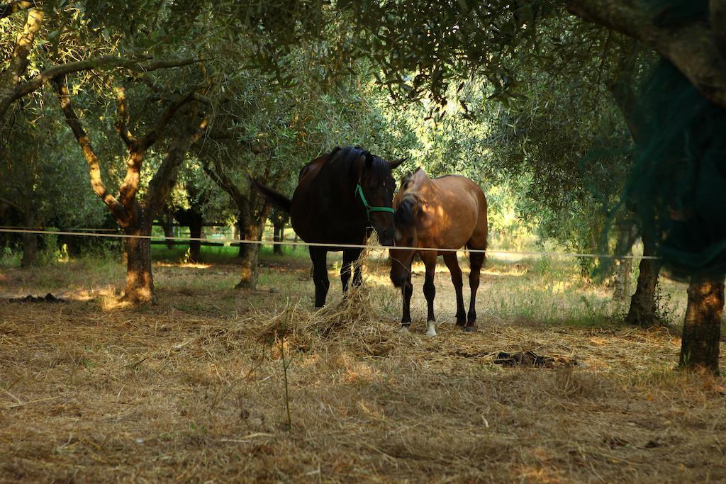 Agriturismo Il Pozzo Казал Велино Екстериор снимка